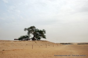 Arbre de vie Bahreïn - Bahrain tree of life