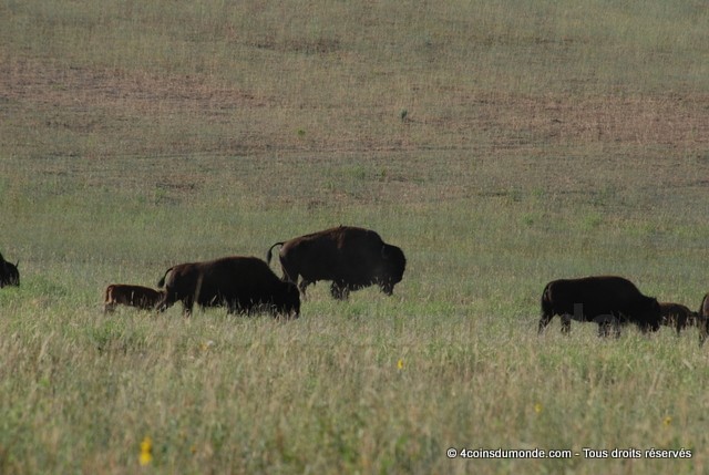 Ou voir des bisons roadtrip OUEST USA