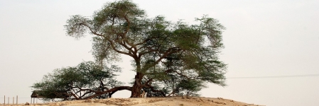 L’arbre de vie de Bahreïn