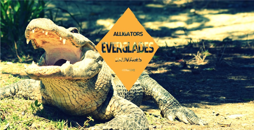 ou-aller-pour-voir-de-alligators-sauvages-everglades