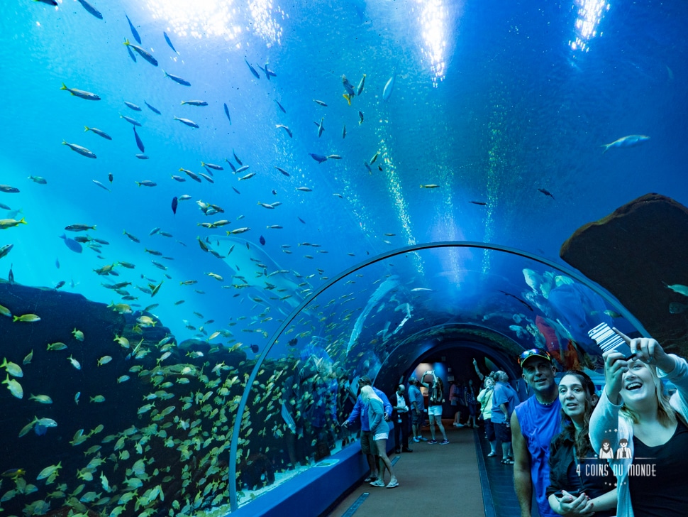 Visite aquarium Atlanta