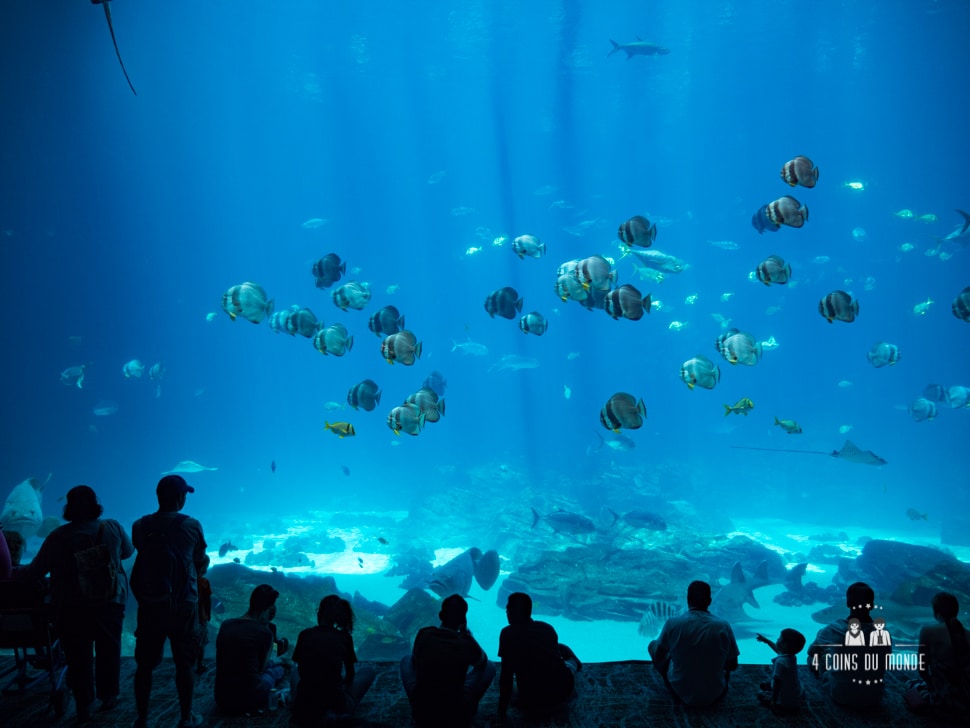 L'aquarium d'Atlanta a la plus grande vitre au monde