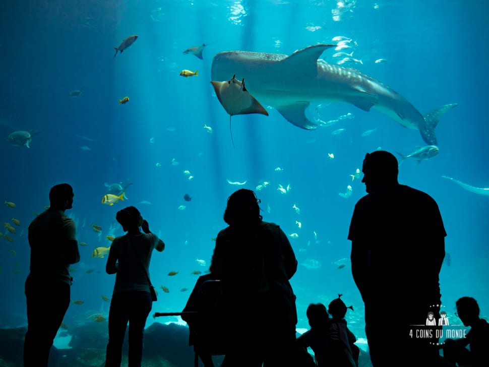 Visite aquarium Atlanta