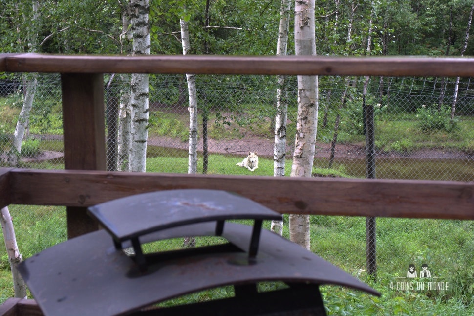 A quelques mètres de notre terrasse, les loups nous observent